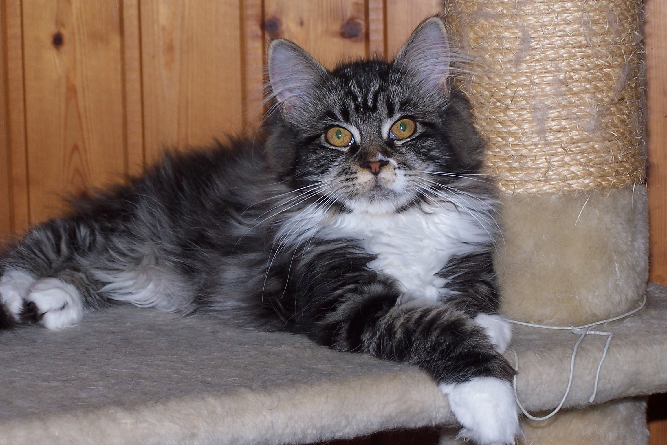 Tolle Maine Coon Edelmix Kätzin Katzen Tolle Maine Coon Edelmix Kätzin Katzen