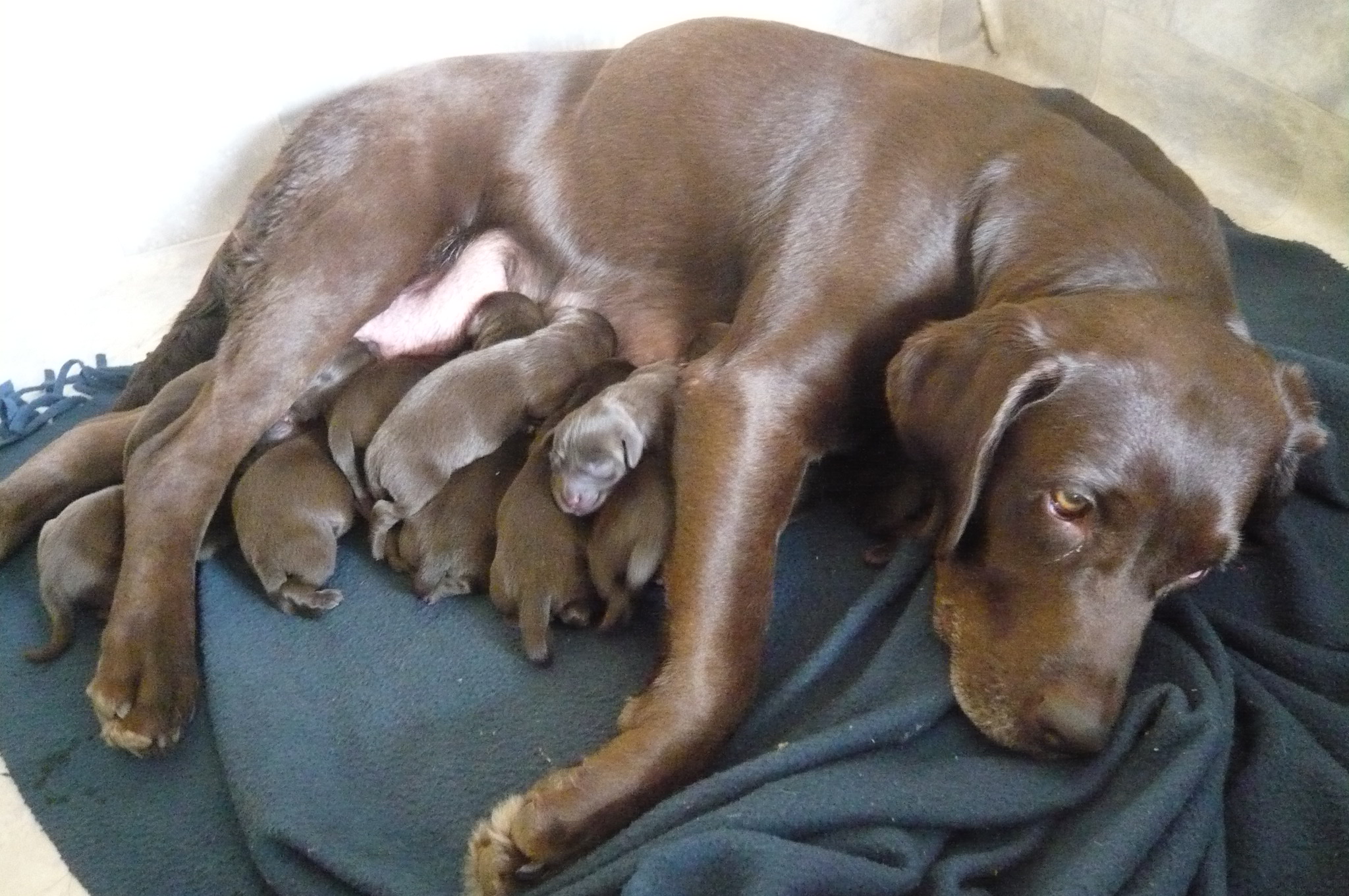 schokobraune Labrador Welpen mit Stammbaum Hunde
