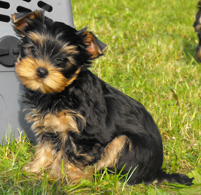 VDH Yorkshire Terrier Welpen - Hunde