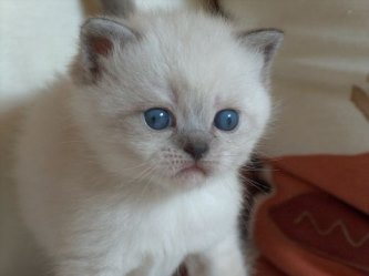Bkh Colourpoint Faszination Blaue Augen Katzen