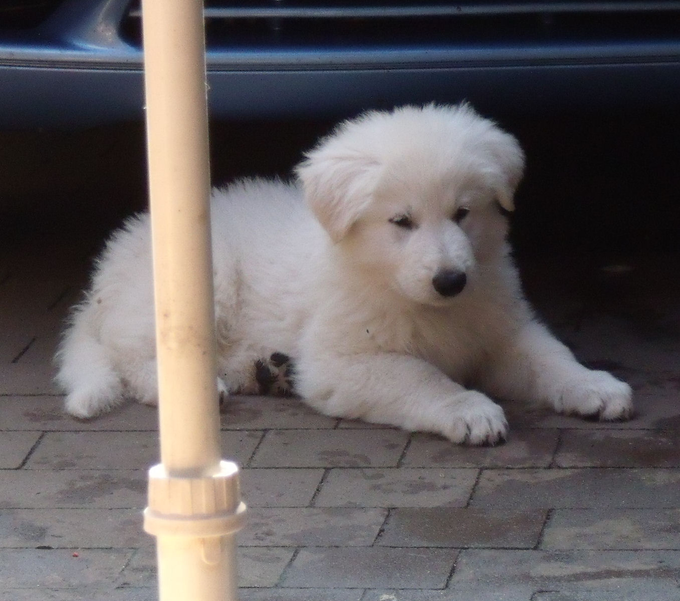 Wir erwarten Anfang November 2010 Traumhafte Weiße Schäferhunde