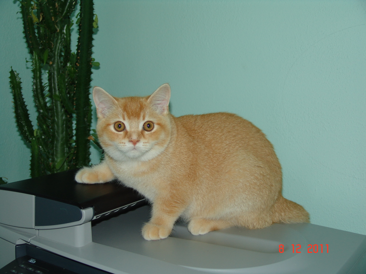 Kostenlose Katzenseuche Kleinanzeigen