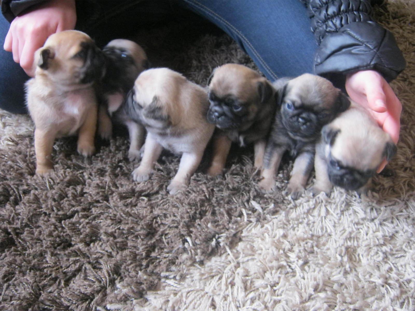 Kostenlose Reinrassig Kleinanzeigen