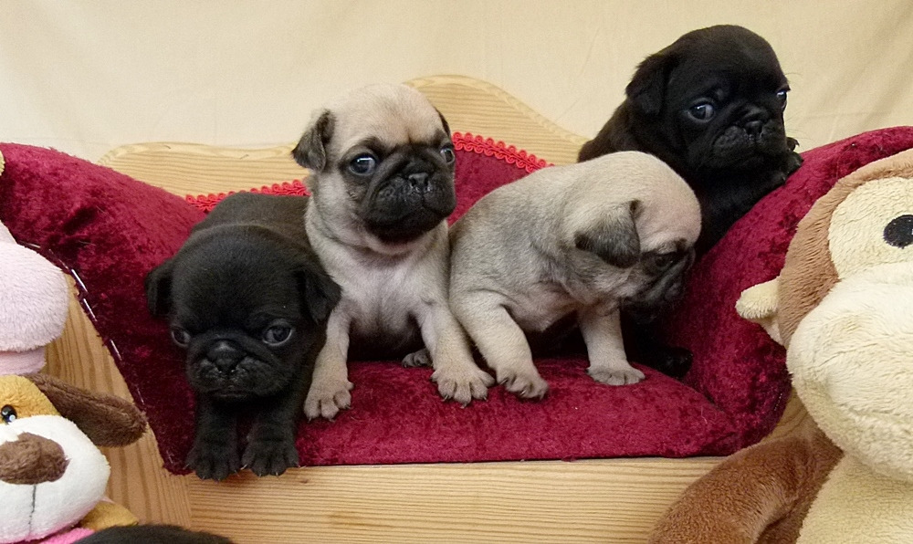 Tiere Hunde Kleinanzeigen Seite 9