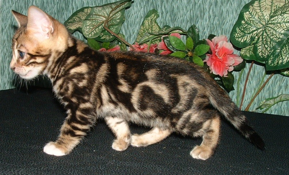 Kostenlose Bengalkitten Kleinanzeigen