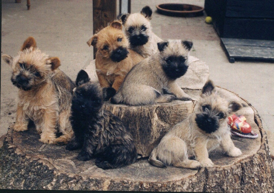 Kostenlose Kinderliebe Kleinanzeigen