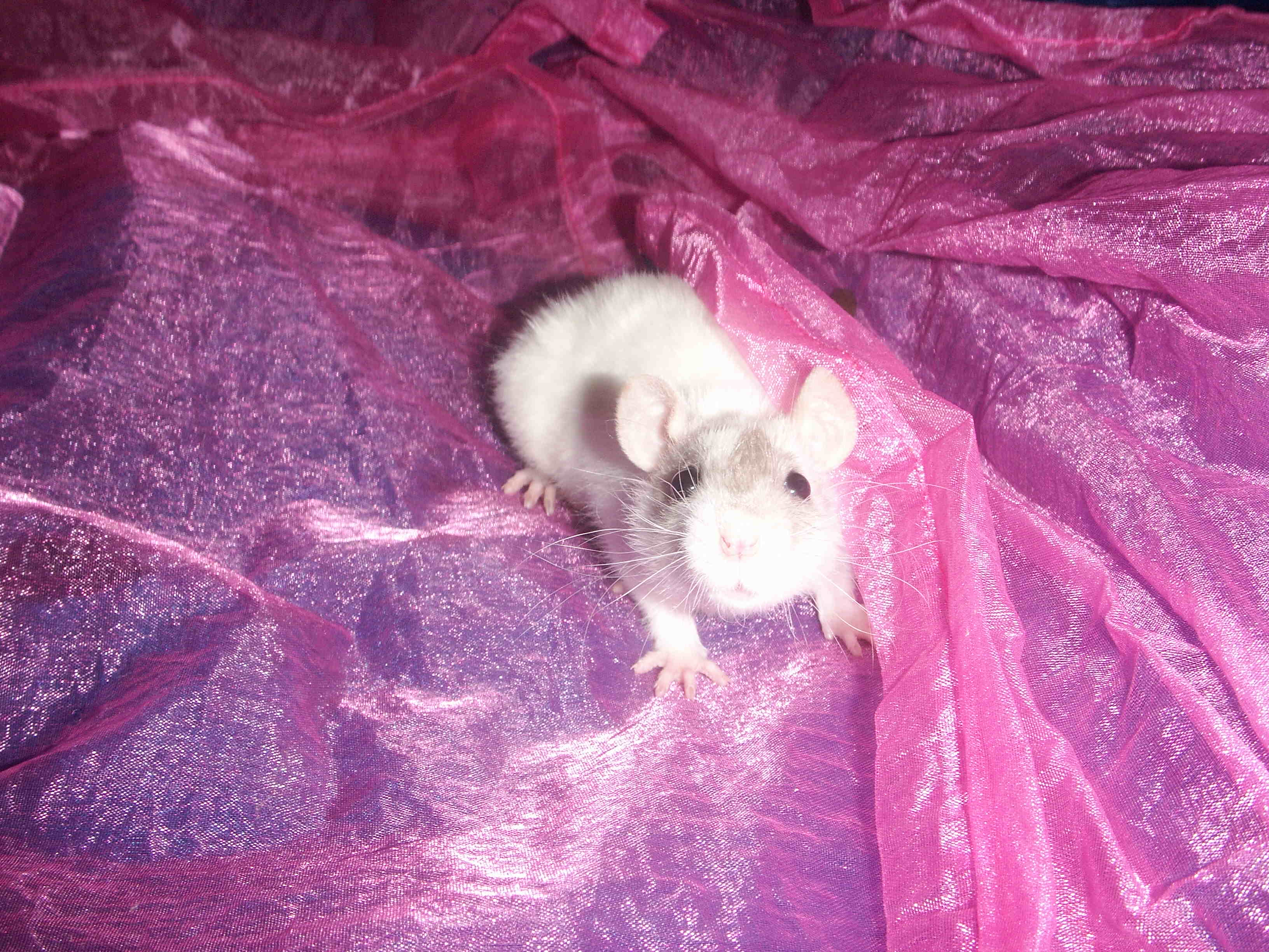 Tiere - Ratten Kleinanzeigen