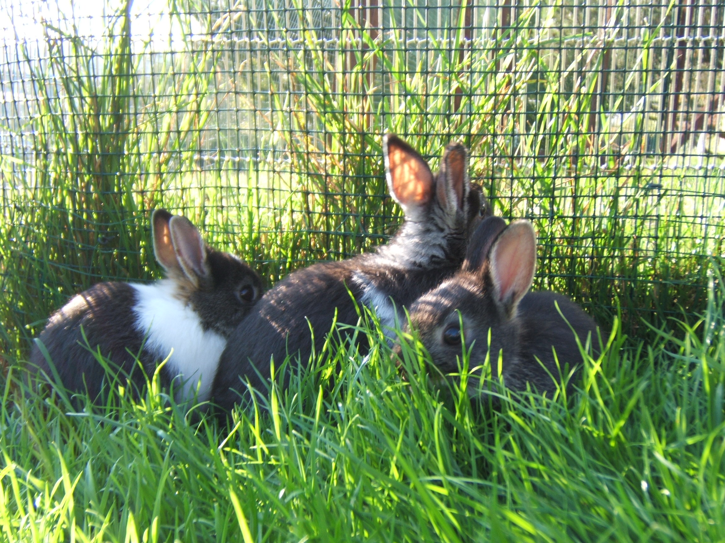 Zwergkaninchen - Hasen, Kaninchen