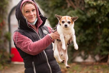 OPI RONNY - Chihuahua - 13, 5 Jahre - Tierhilfe-Franken e.V.