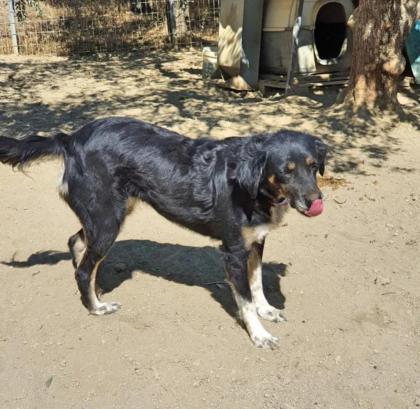 Bonnie sucht eine Familie