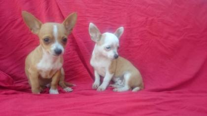 Mini chihuahua