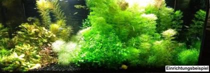 Japan Blue, Endler, RARITÄT, reinerbig (Versand/ Abholung)