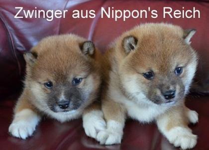 21 Jahre Shiba Inu Zucht in Sachsen