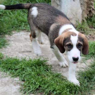 Grisu - wurde zusammen mit Adele gefunden