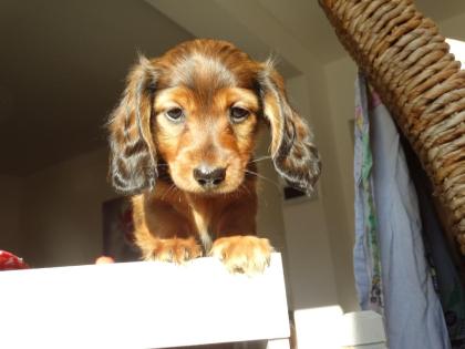 Zauberhafte Zwerg u. Kaninchenlanghaardackel Welpen