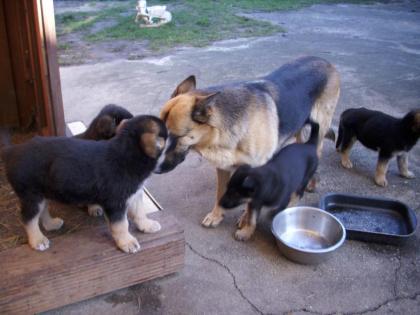 8 supersüße Schäferhundmischlinge (Welpen) suchen ein Zuhause