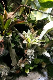 Paludarium / Terrarium für Pfeilgiftfrösche (Dendrobaten)