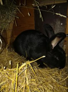 Kaninchen deutsche riesen schecke svhwarz weiss
