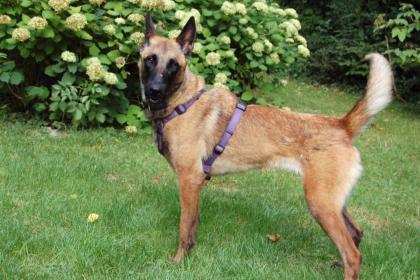 JARINA - Malinois - 1 Jahr 4 Monate - Tierhilfe-Franken e.V.