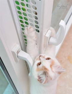 Kippfensterschutz für Katzen, OHNE BOHREN OHNE KLEBEN -System 4