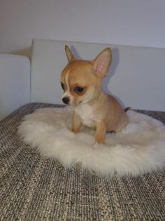 Chihuahua welpen