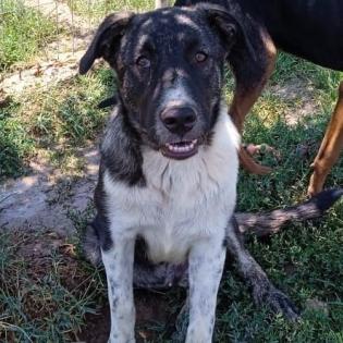 Elias - sucht ein hundeerfahrenes Zuhause