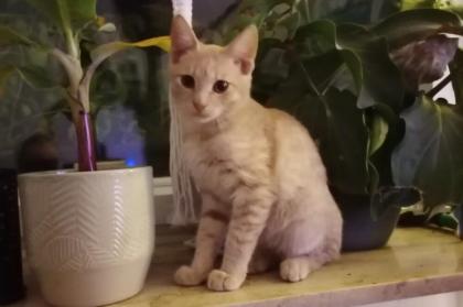 PEPE - europäische Hauskatze - ca. 4 Monate - Tierhilfe-Franken e.V.