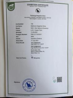 Reinrassige Don Sphynx-Kitten mit Stammbaum und Champion Titeln