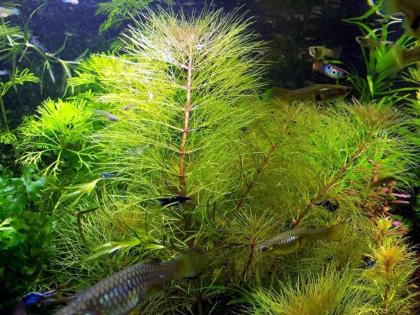 Austr. Sumpffreund (Browns), Bündel (Versand/ Abholung)