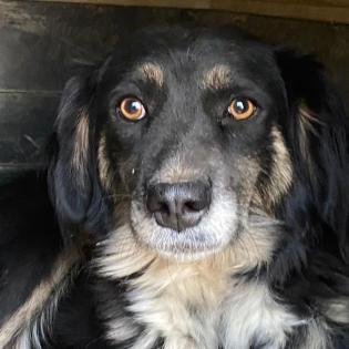 Bonnie sucht eine Familie