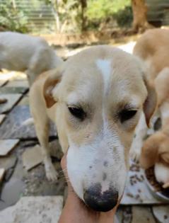 Solea sucht ein passendes Zuhause