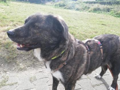 Sinefa sucht ein passendes zuhause-Pflegestelle gefunden