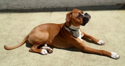 Sie suchen einen Deckrüden ? Dann sind Sie hier genau richtig !