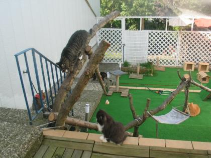 KATZENPENSION MAXI