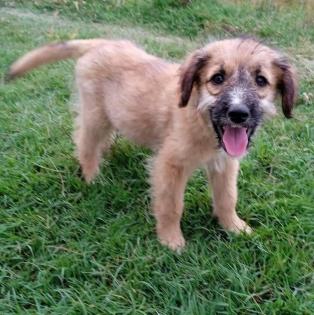 Toffee - kleine aufgeweckte und liebe Maus