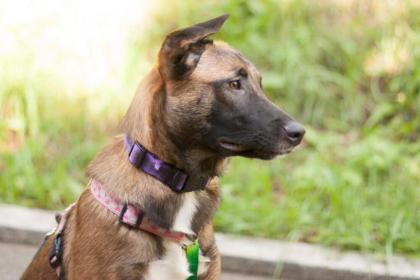 APACHI - Malinois-Aussi-Mix - 7 Monate - Tierhilfe-Franken e.V.