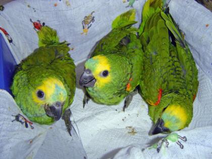 Blaustirnamazonenbabys