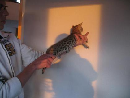Wohnzimmer Leoparden / Bengal