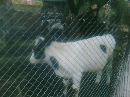 Verkafen Kalber,Rinder und Pferde