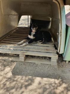 Bonnie sucht eine Familie