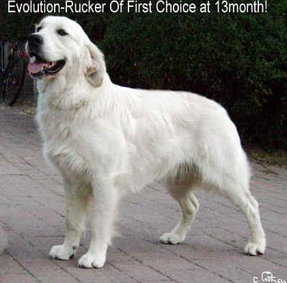 Golden Retriever Deckrüde