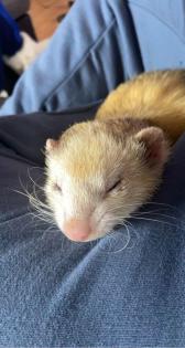 Frettchen welpen
