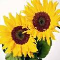 Raffiniertes Sonnenblumenöl