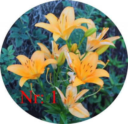 Biete: verschiedene Taglilien-Arten Blumen.