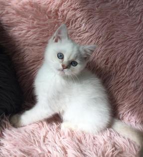 Echte British Shorthair Kitten in lilac Golden shadet point mit Stammbaum