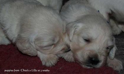 GOLDEN RETRIEVER WELPEN