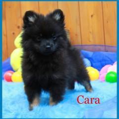 Pomeranianwelpen black-tan