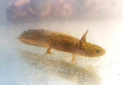 Nördlicher Kammmolch Triturus cristatus Nachzuchten aus Hobbyzucht
