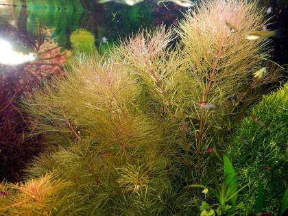 Austr. Sumpffreund (Browns), RARITÄT, Aquariumpflanzen (Versand/ Abholung)