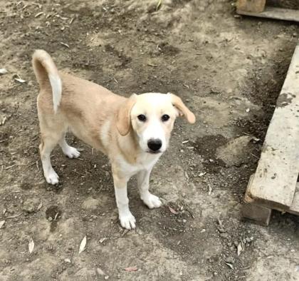 Solea sucht ein passendes Zuhause